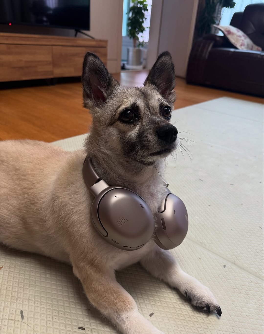 Photo by 문태환 on June 30, 2025. May be an image of chihuahua, Norwich terrier, portable cassette player and text.