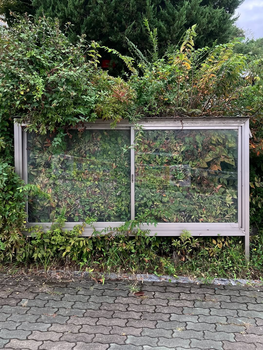 Photo by Moonsick Gang on October 08, 2025. May be an image of yellow jessamine, ivy and text.