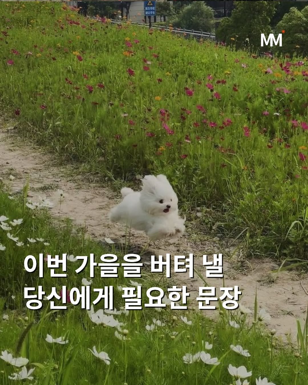 Photo by 뭅티베이션(Move+Motivation) | 실천하는 동기부여•자기계발•인사이트•성공 on October 15, 2025. May be an image of Maltese, Pekinese and globe amaranth.