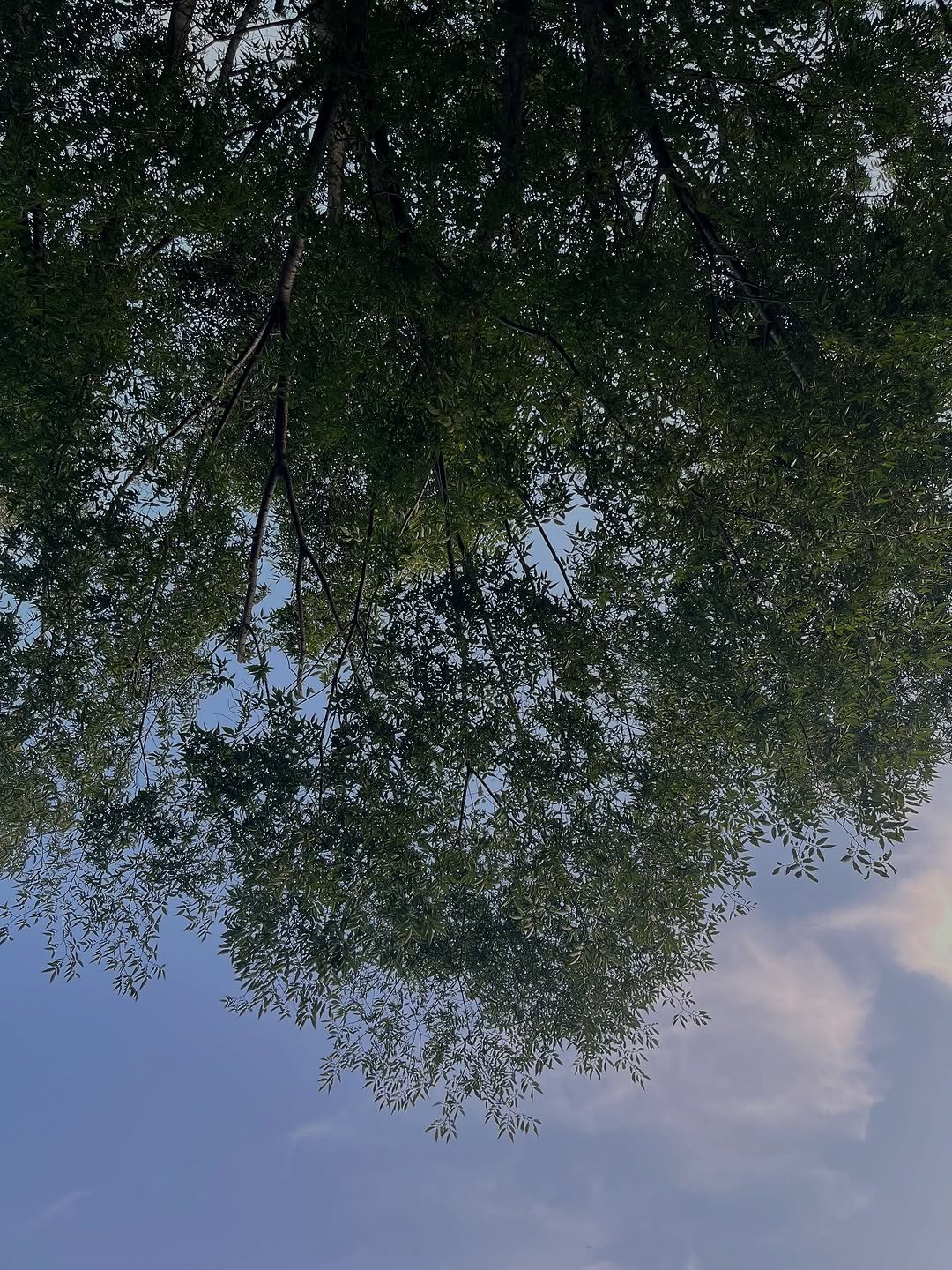 Photo by 장정원 on August 21, 2025. May be an image of tree, sky and text.