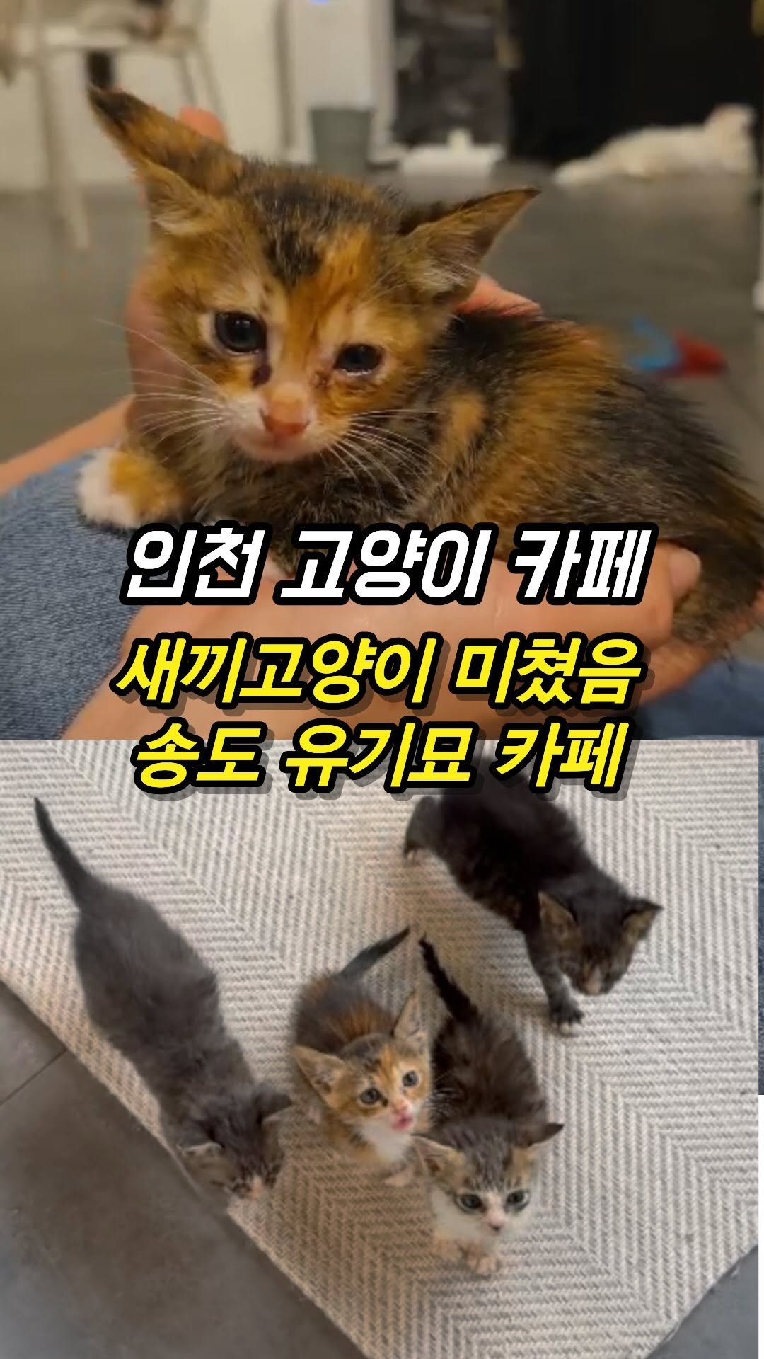mozzzi_food 게시물 이미지: ❗심장주의❗심장폭행 유기묘 카페

✔인천에 있는 유기 고양이 쉼터

송도에 있는...
