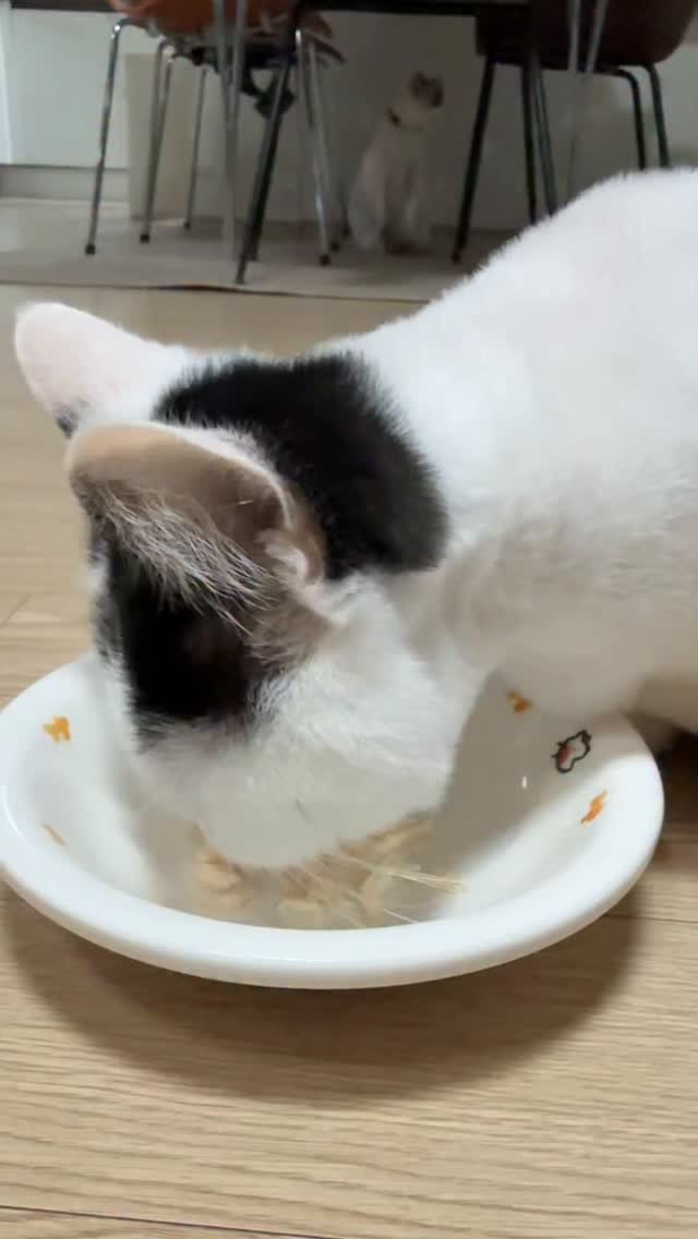 mr_kanggun 게시물 이미지: 치치가 안먹는걸까...
따따가 뺏어먹는걸까..?
@harimpetfood