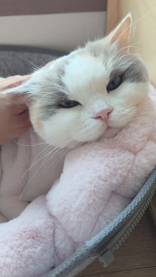 mr_kanggun 게시물 이미지: 우리치치 
쓰담쓰담