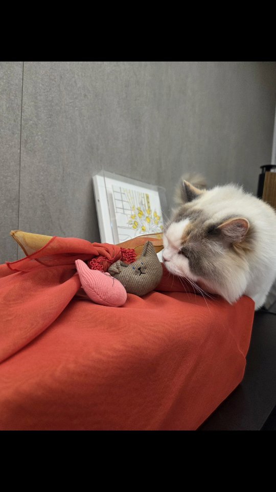 mr_kanggun 게시물 이미지: 새해 복 많이 받으세요!!
우리 치치 따따도 복 많이 받아~ ㅎㅎ