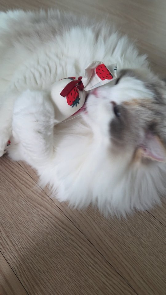 mr_kanggun 게시물 이미지: 치치야.. 그렇게 좋아..?
ㅋㅋㅋㅋㅋㅋ
@omu_studio__