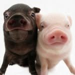 two_pig_bubu 프로필 사진