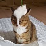 wlrma_eat 프로필 사진