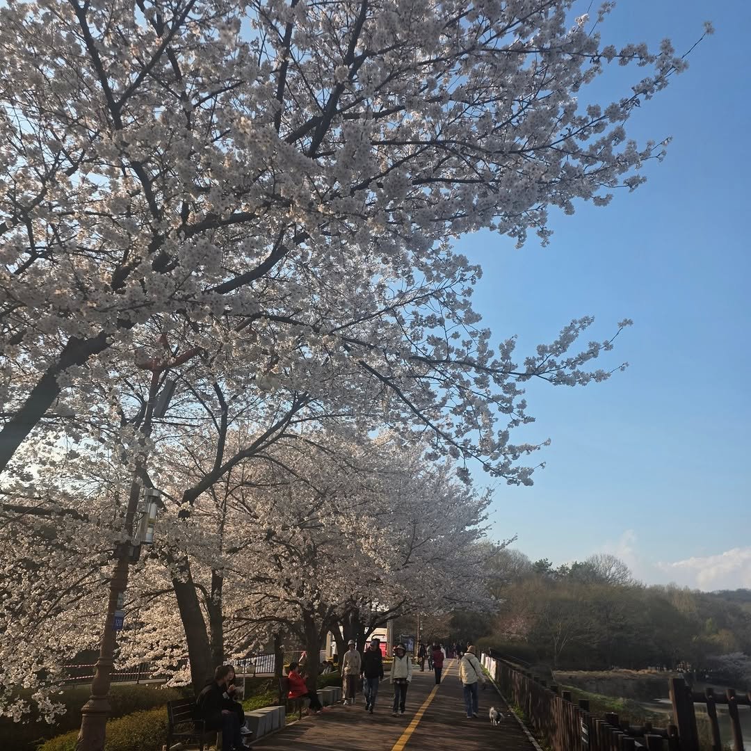 mudkip0104 게시물 이미지: 밤 사이 엄청난 비와함께 다 날라갔을 줄 알았는데
오히려 더욱 이쁘게 피어올라...
