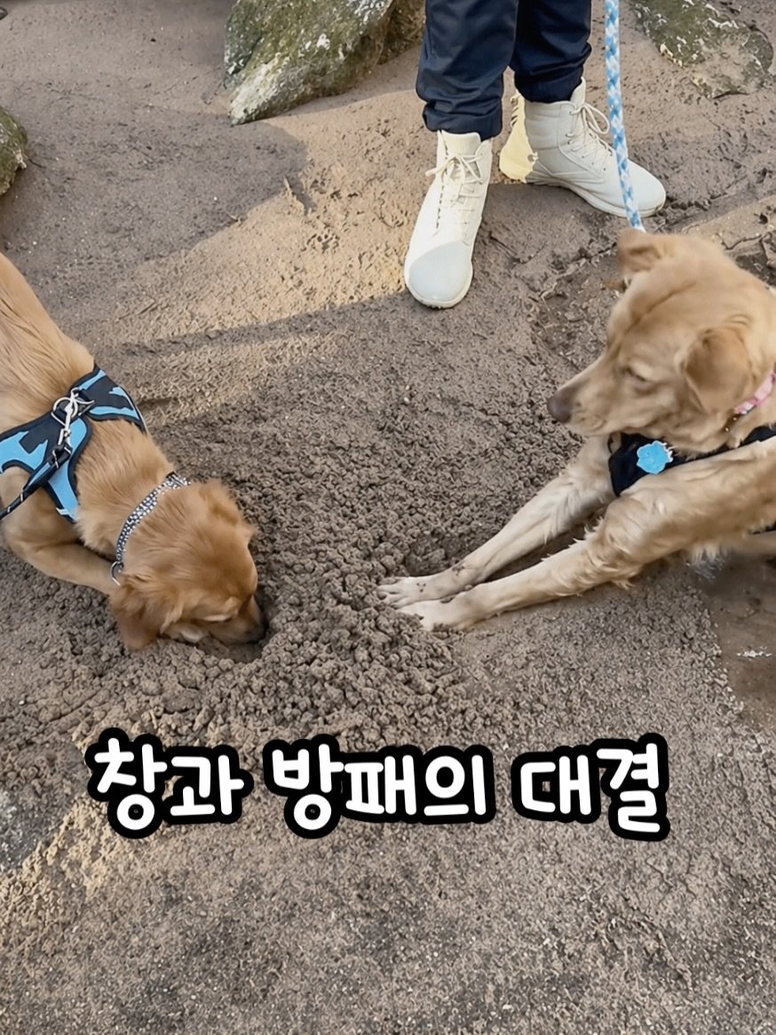 Photo by 🧁머핑 플레이리스트 I 음악 추천 채널 on April 27, 2026. May be an image of chihuahua, Norwich terrier, collie, cocker spaniel and text that says '창과 방패의 대결'.