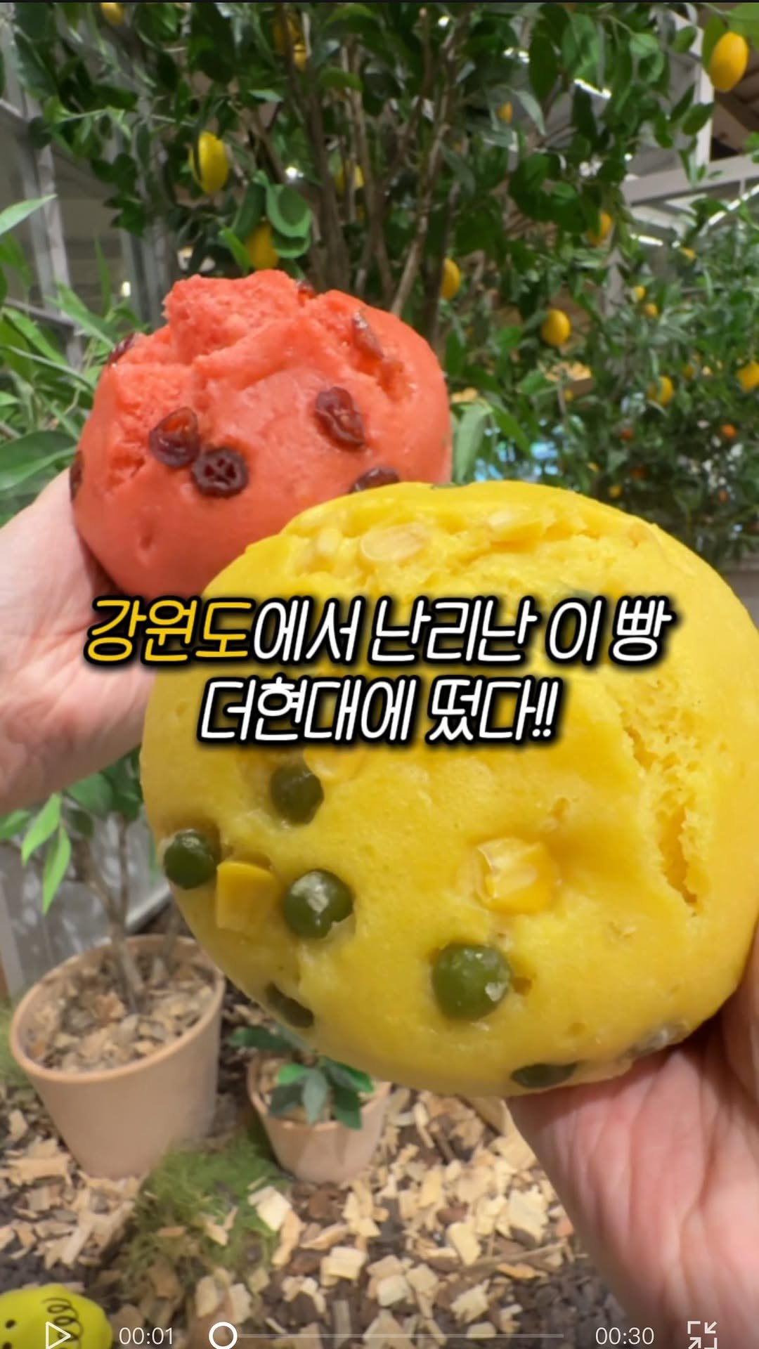 muk_girls 게시물 이미지: (광고) 지금 더현대에 강원도에서 줄 서 먹는 술빵 떴음! 🍞

종류가 진짜...
