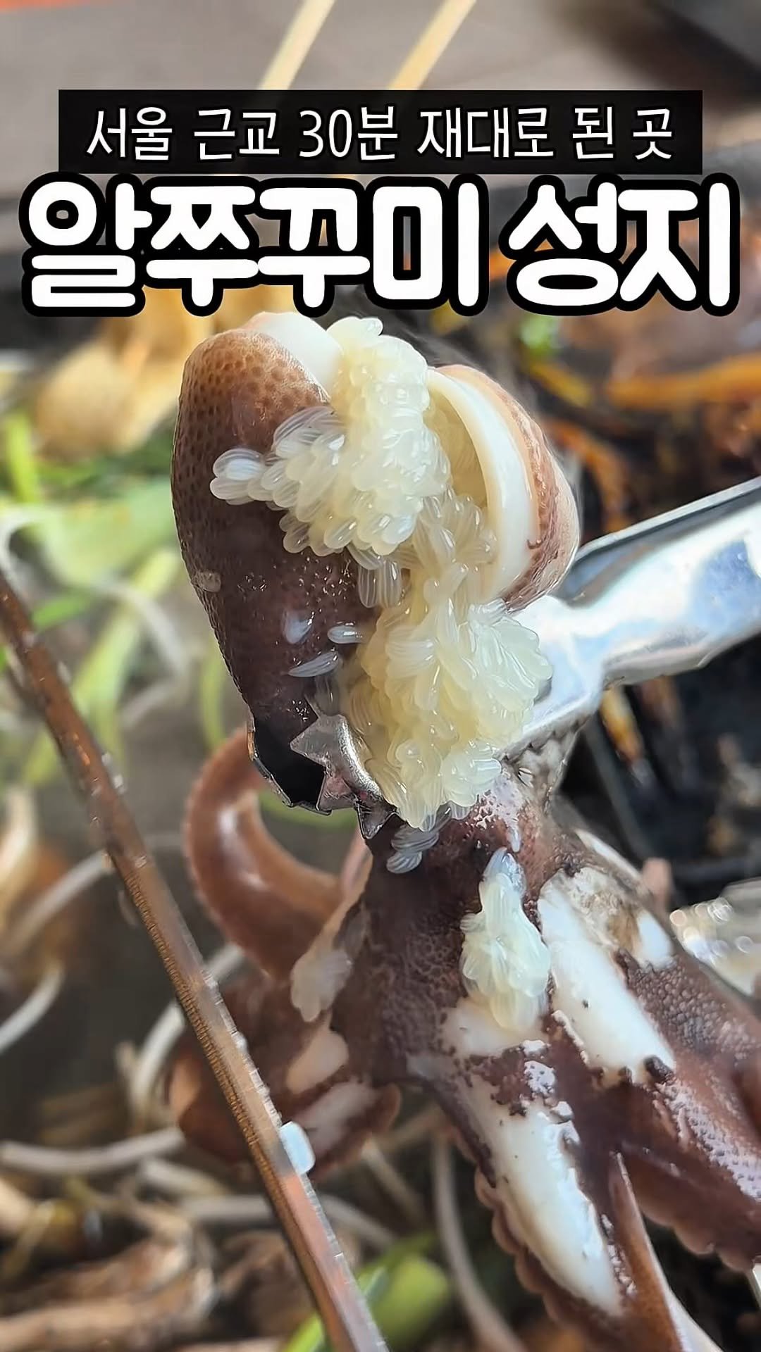 muk_tteul 게시물 이미지: 서울 근교 >> 알 꽉찬 쭈꾸미 성지!!
눈만 돌리면 바닷가라 힐링할겸 가기도...