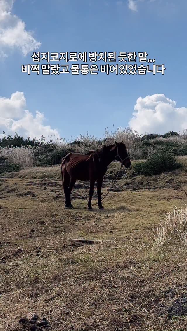 mukstar_md 게시물 이미지: 플로이스트 베이커리 카페 가는 길,,,
갈비뼈가 드러난 말을 봤습니다. 카페
에서도...