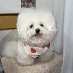 whatpotatowear 프로필 사진