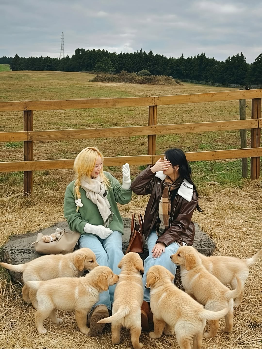 Photo shared by Kim Mumu on November 23, 2025 tagging @yx_ni_02. May be an image of golden retriever and text.