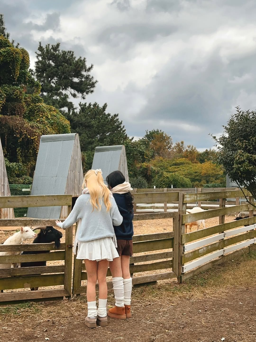 Photo shared by Kim Mumu on November 25, 2025 tagging @yx_ni_02. May be an image of sheep and text.