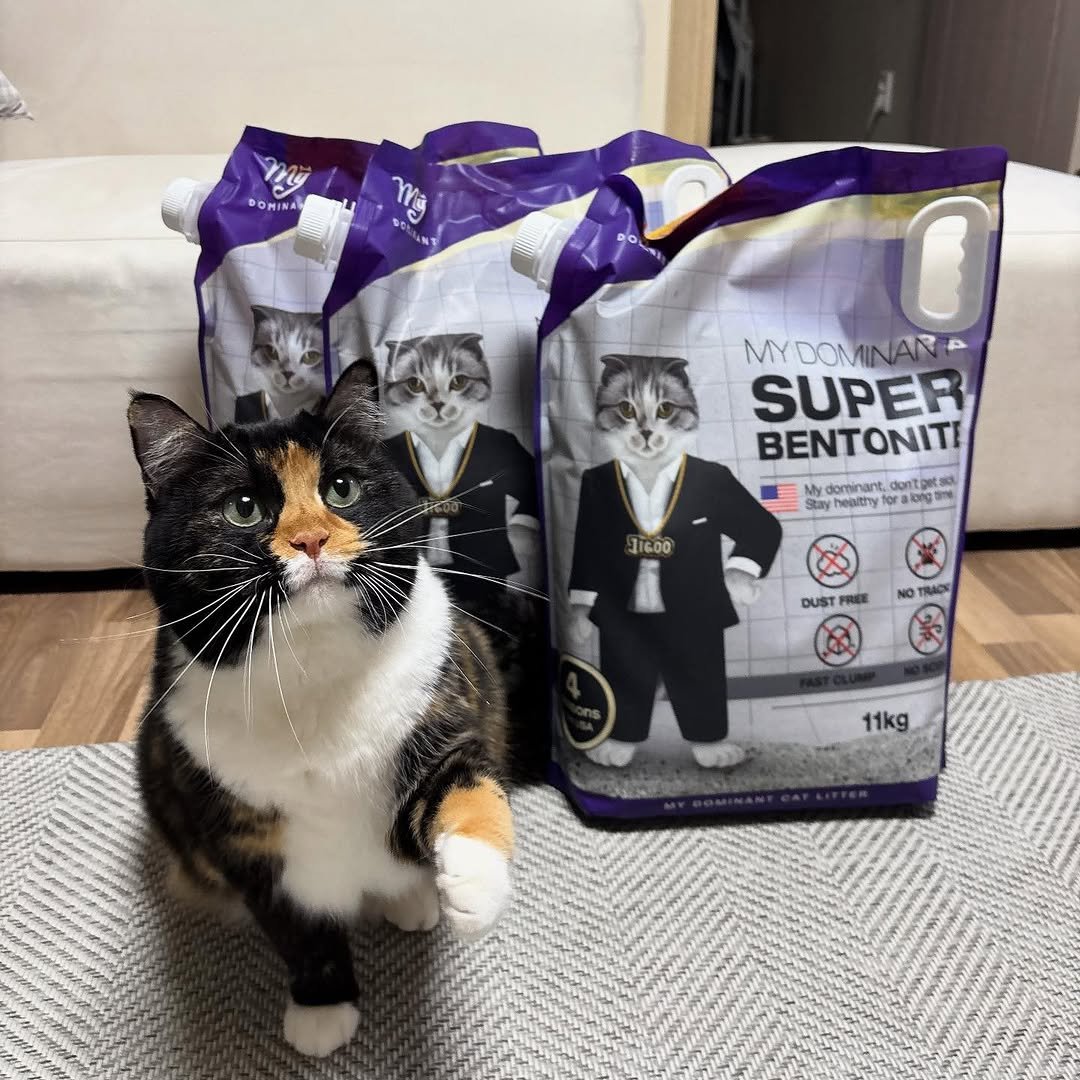 Photo shared by 황 먼지&코지 on October 22, 2025 tagging @my_dominant_cats, and @mydominant_official. May be an image of tortoiseshell cat, kitten, petfood and text that says 'my DOM OHINA NA Ma MY MYDOMINAN DON MINAÑA SUPER BENTONITI dominant dontget et.50 3aAy hebutry a 11600 600 DUST 11kg'.