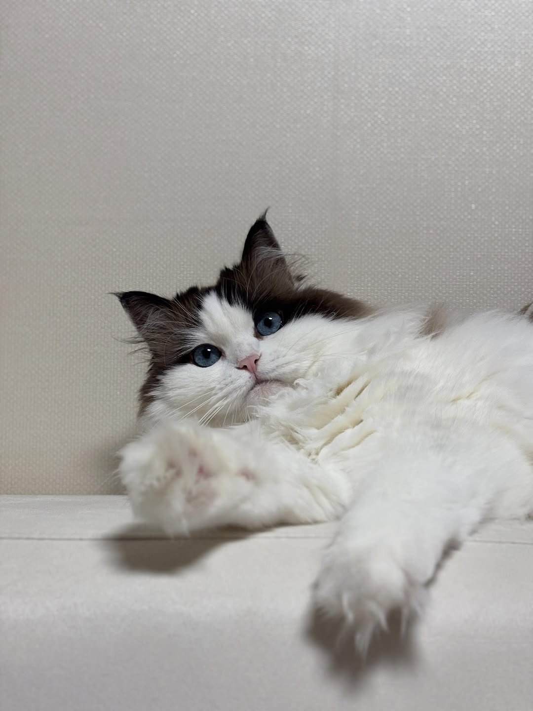 Photo by 황 먼지&코지 on October 28, 2025. May be an image of ragdoll cat, kitten, Persian cat and text.