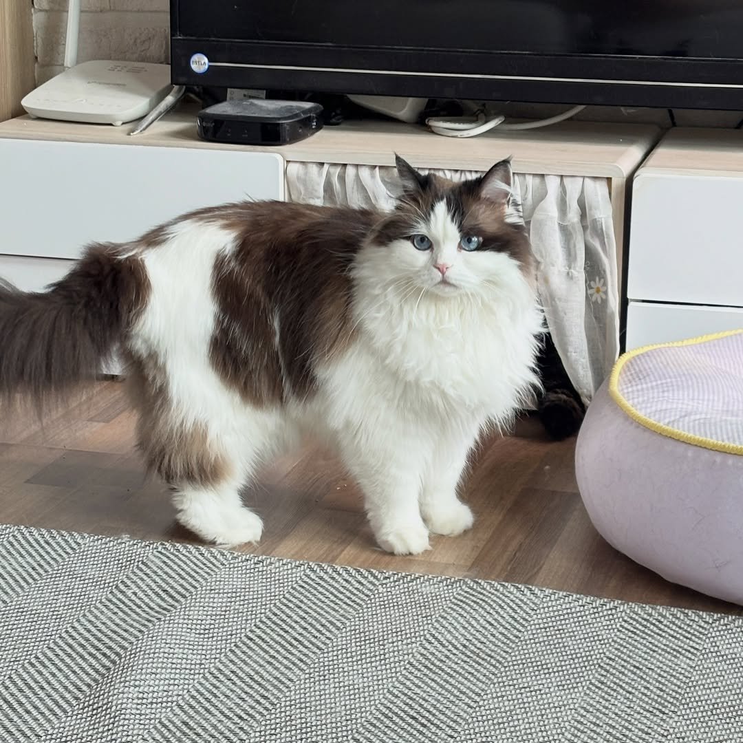 munji_cozy 게시물 이미지: 코지 잡도리 하는데 불러서 방해했다고 심통난 황먼지 .. 😂
.
.
#고양이 #냥스타그램 #집사일상