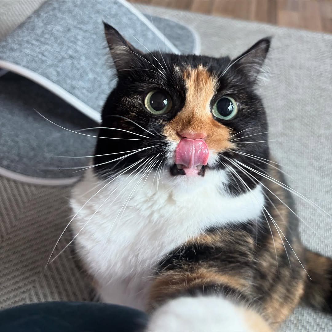 Photo by 황 먼지&코지 on October 16, 2025. May be an image of kitten, tortoiseshell cat and text.