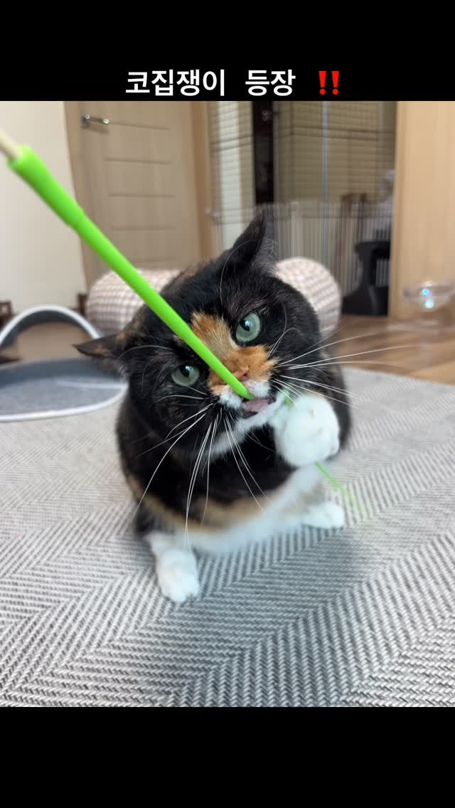 munji_cozy 게시물 이미지: 아침부터 너무 귀여워 황코지 😭
.
.
#냥스타그램 #고양이 #집사 #반려묘 #집사의하루