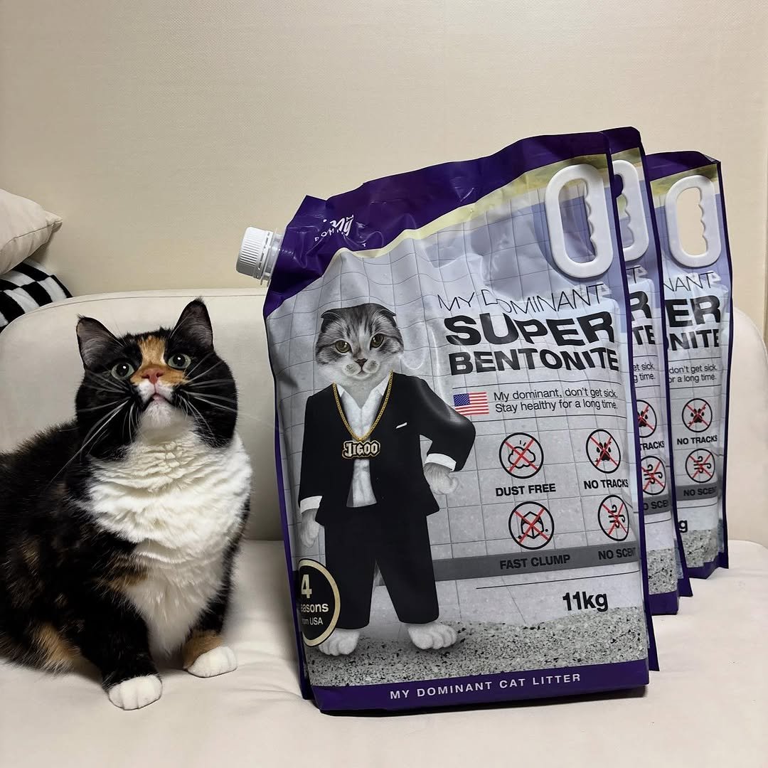 Photo shared by 황 먼지&코지 on September 22, 2025 tagging @my_dominant_cats, and @mydominant_official. May be an image of kitten, petfood and text.