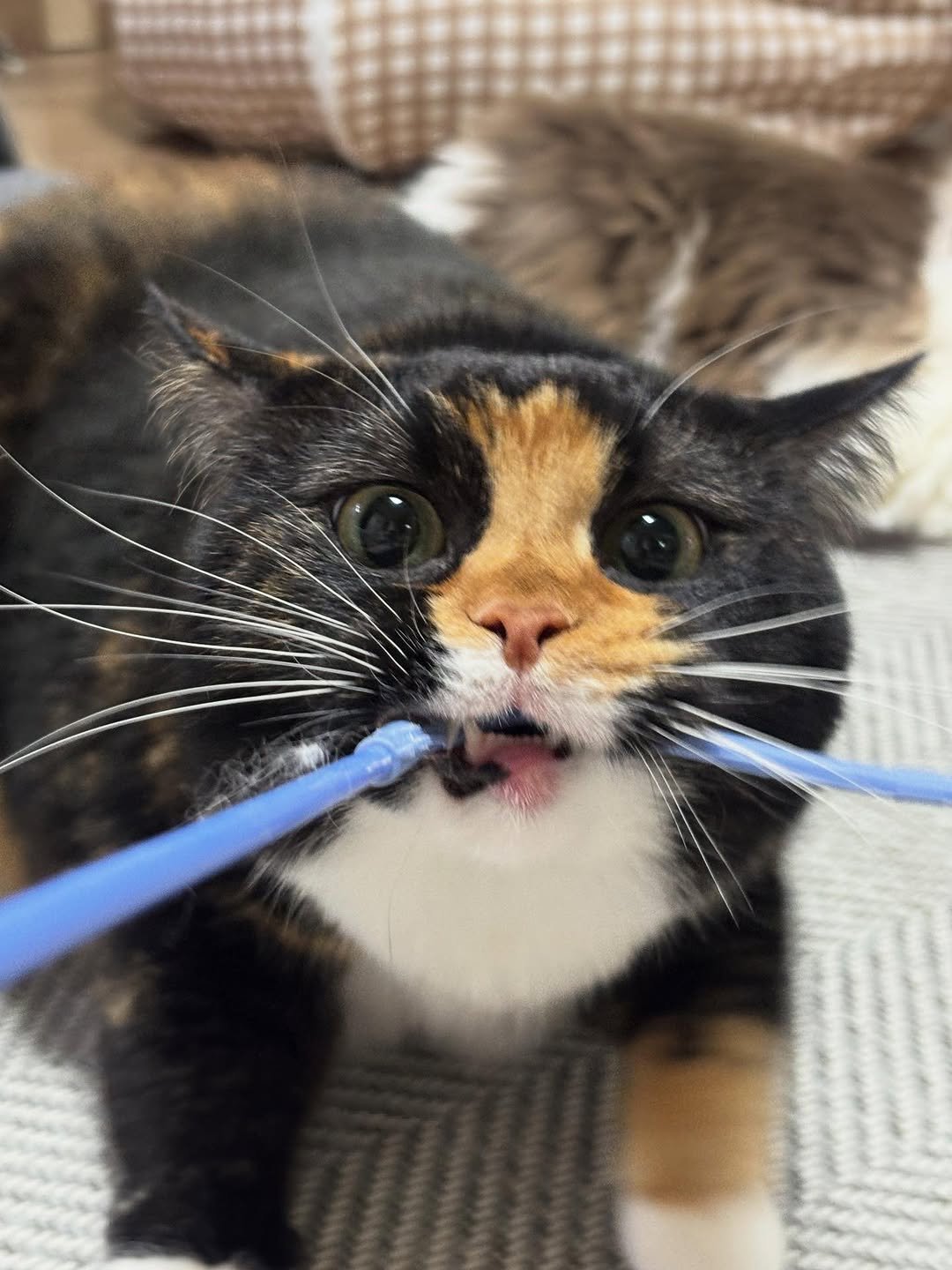 Photo by 황 먼지&코지 on December 14, 2025. May be an image of tortoiseshell cat, kitten, dental floss, toothbrush and text.