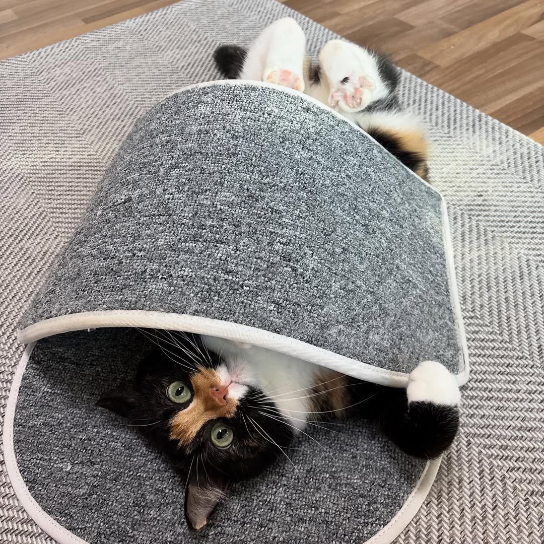 Photo by 황 먼지&코지 on December 01, 2025. May be an image of kitten, tortoiseshell cat, Abyssinian cat, carpet, bathmat, beanbag chair and text.