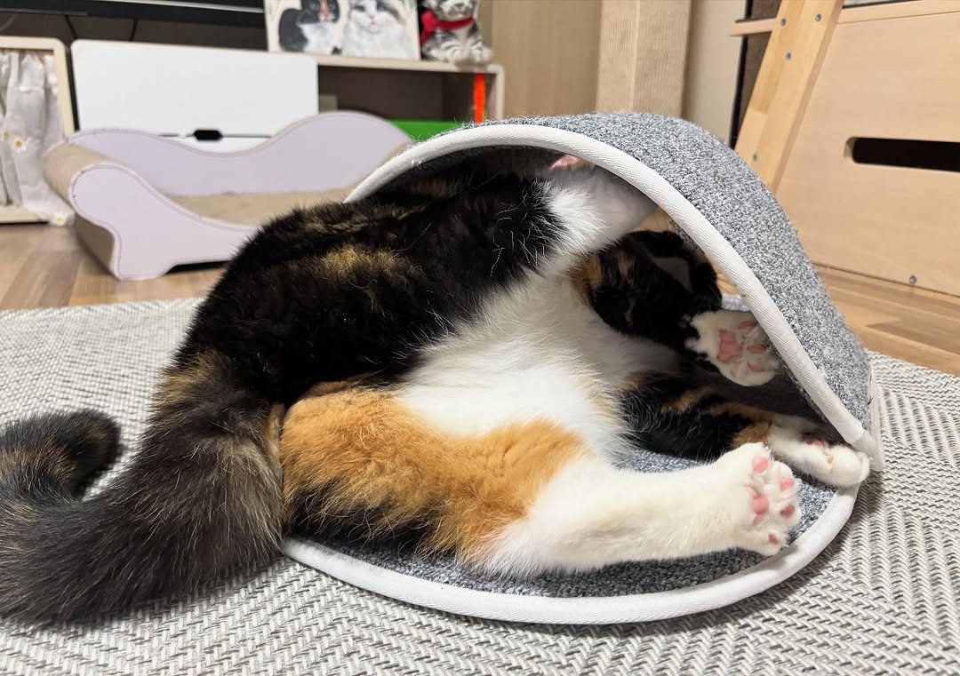 Photo by 황 먼지&코지 on September 09, 2025. May be an image of Abyssinian cat, tortoiseshell cat, kitten and text.