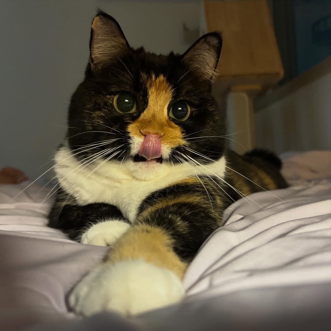 Photo by 황 먼지&코지 on April 08, 2026. May be an image of kitten, tortoiseshell cat and text.