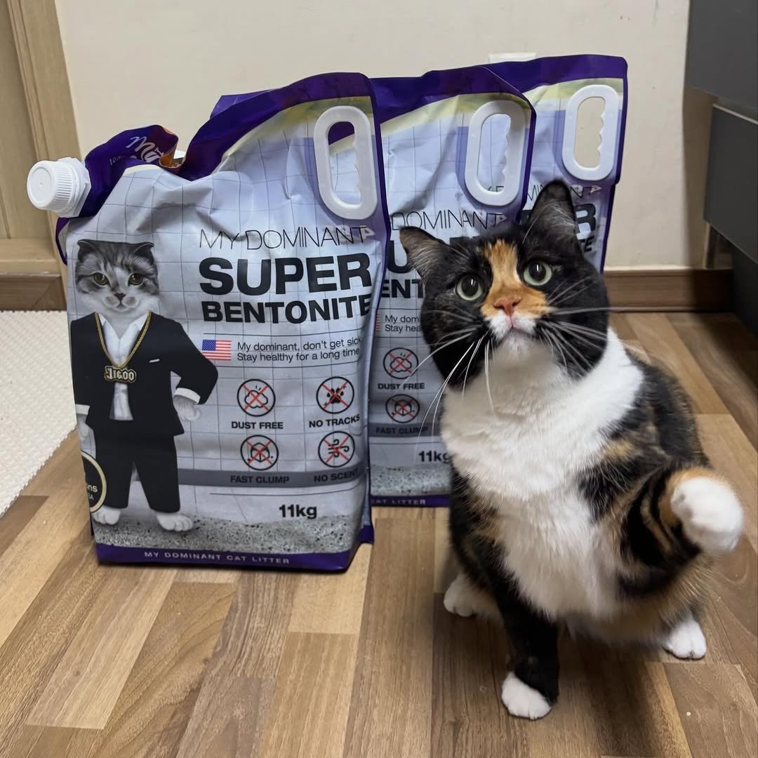 Photo shared by 황 먼지&코지 on April 25, 2026 tagging @my_dominant_cats, and @mydominant_official. May be an image of kitten, tortoiseshell cat, petfood and text.