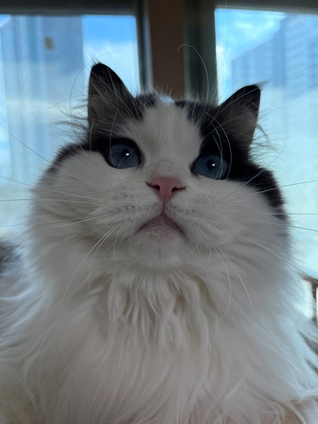 Photo by 황 먼지&코지 on December 08, 2025. May be an image of ragdoll cat, kitten, Persian cat and text.