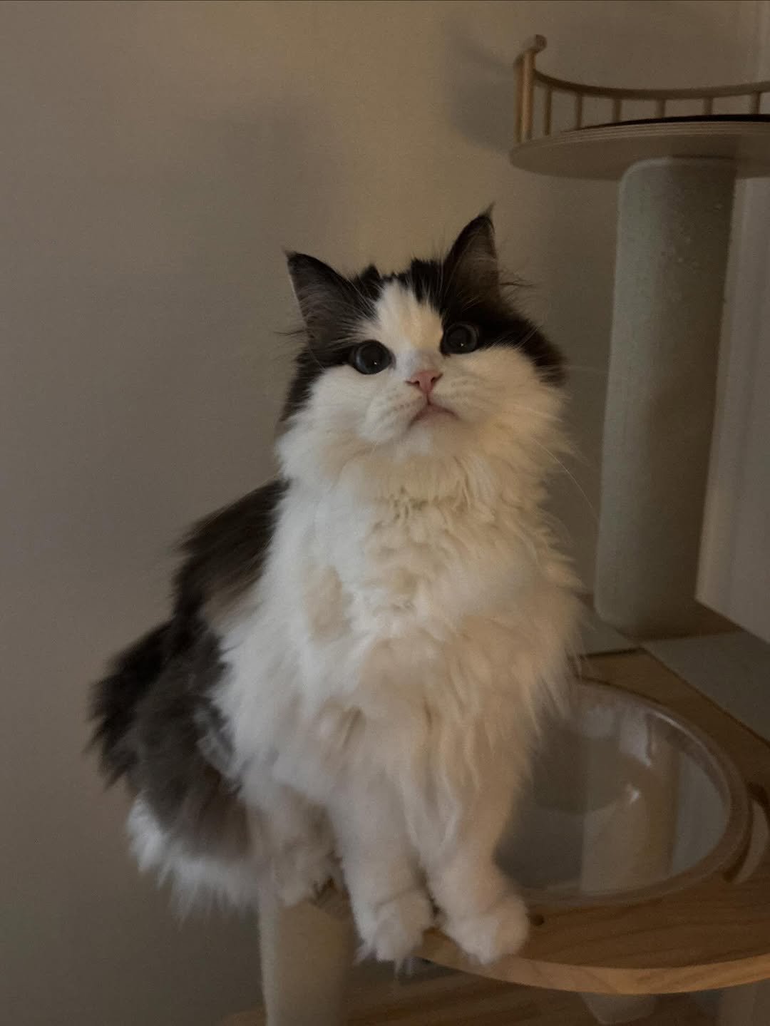 Photo by 황 먼지&코지 on April 16, 2026. May be an image of ragdoll cat, tortoiseshell cat, Persian cat, kitten, fur and text.