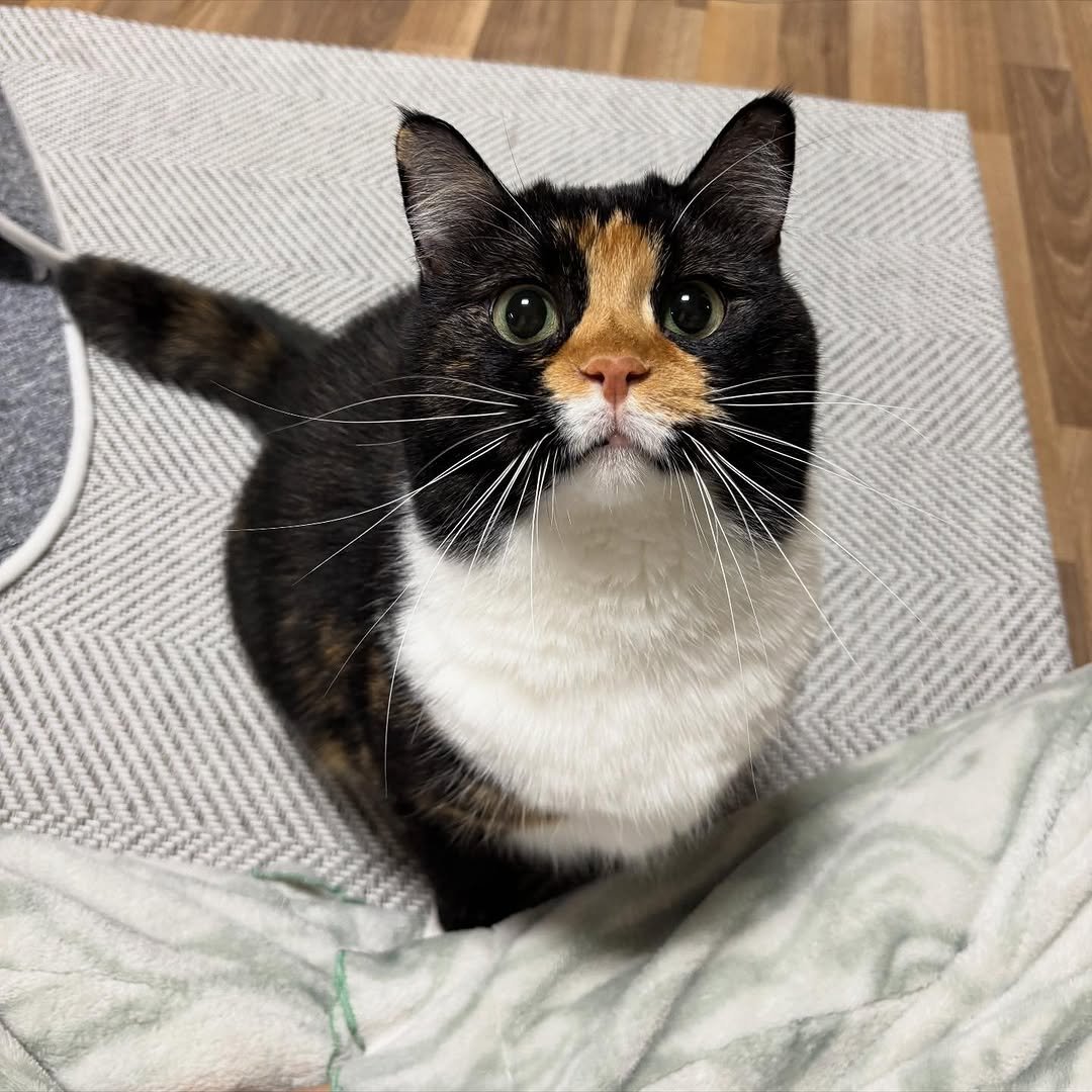 Photo by 황 먼지&코지 on November 10, 2025. May be an image of tortoiseshell cat, Abyssinian cat, kitten, bathmat and text.