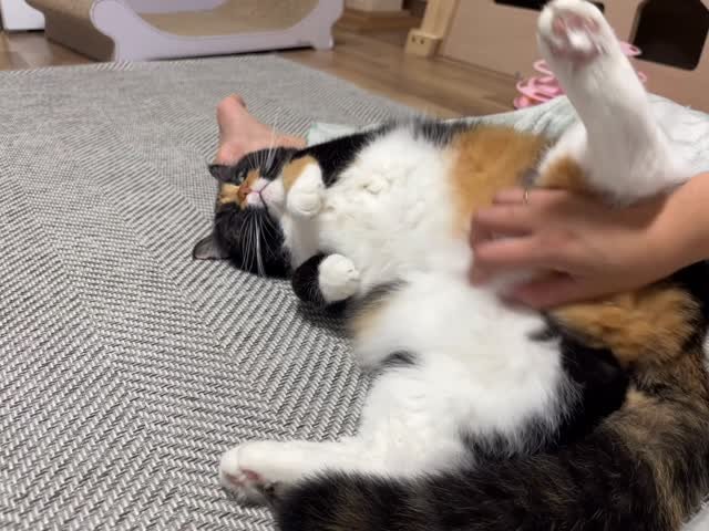 munji_cozy 게시물 이미지: 이렇게 순한 고앵이가 어딧서..‼️
.
.
#아깽이 #캣초딩 #고양이 #집사...