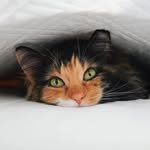 freya.the.fluff 프로필 사진
