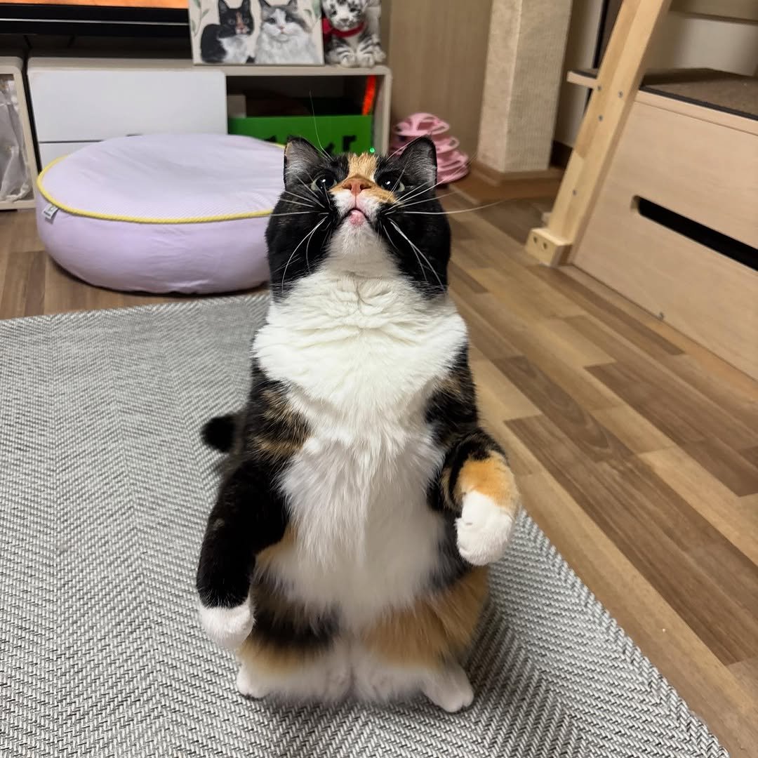 Photo by 황 먼지&코지 on December 15, 2025. May be an image of tortoiseshell cat, Abyssinian cat, kitten and text.