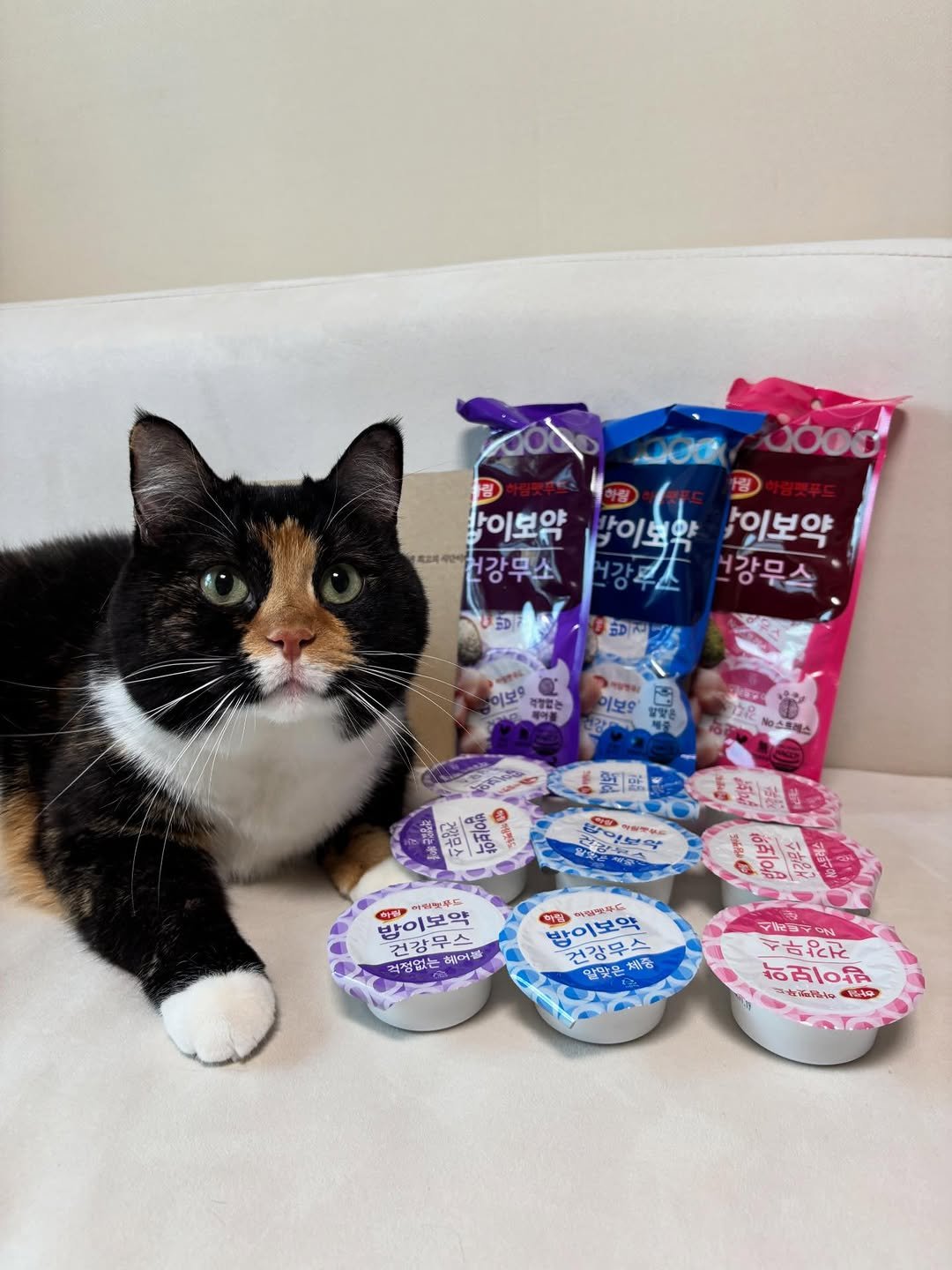 Photo shared by 황 먼지&코지 on December 16, 2025 tagging @harimpetfood. May be an image of kitten, tortoiseshell cat, petfood, yogurt and text.