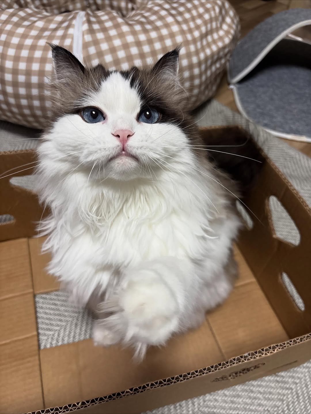 Photo by 황 먼지&코지 on October 16, 2025. May be an image of ragdoll cat, kitten, Persian cat, box and text.