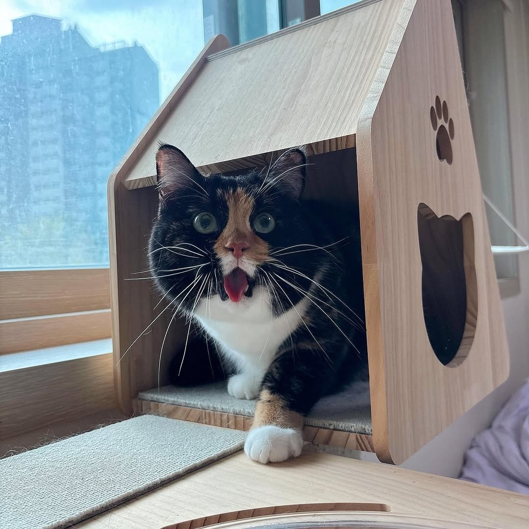 Photo by 황 먼지&코지 on August 30, 2025. May be an image of Abyssinian cat, kitten, tortoiseshell cat and text.