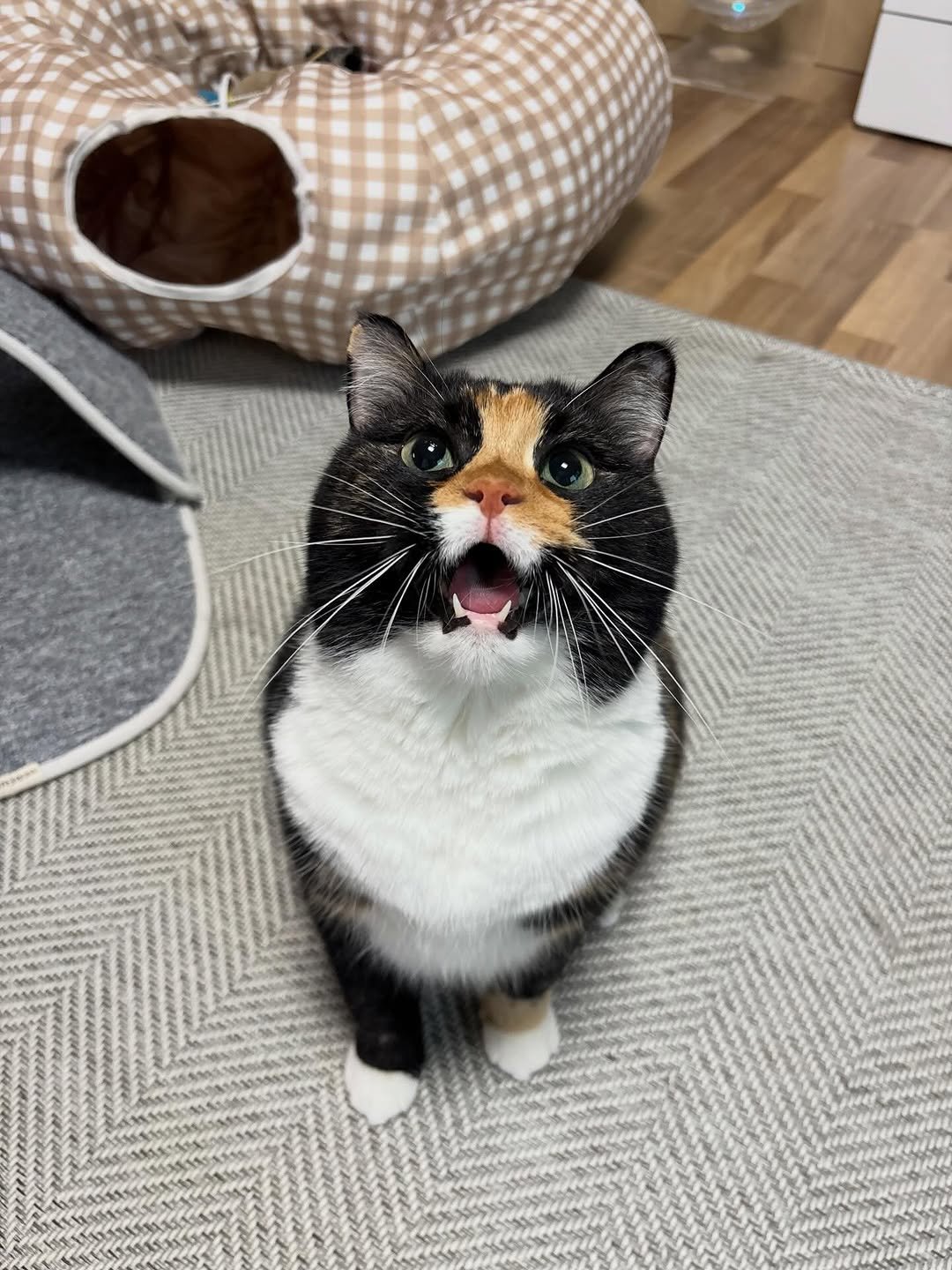 Photo by 황 먼지&코지 on April 21, 2026. May be an image of tortoiseshell cat, Abyssinian cat, kitten and text.