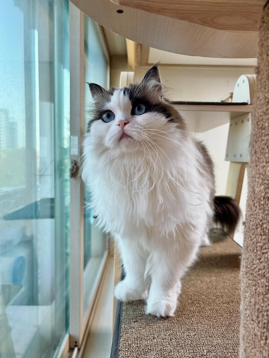 Photo by 황 먼지&코지 on November 10, 2025. May be an image of ragdoll cat, Persian cat, kitten and text.