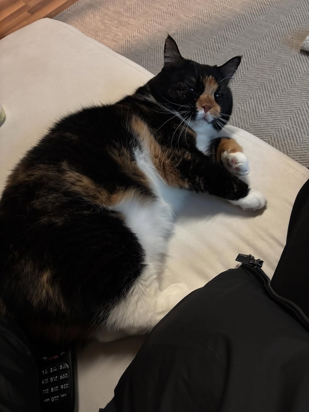 Photo by 황 먼지&코지 on December 30, 2025. May be an image of kitten, tortoiseshell cat and text.