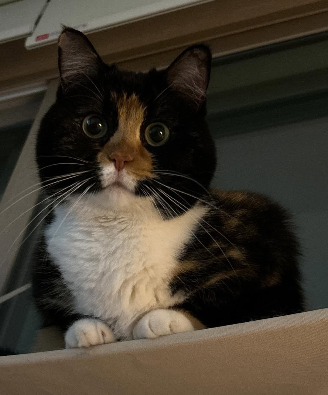 Photo by 황 먼지&코지 on April 14, 2026. May be an image of tortoiseshell cat, kitten and text.