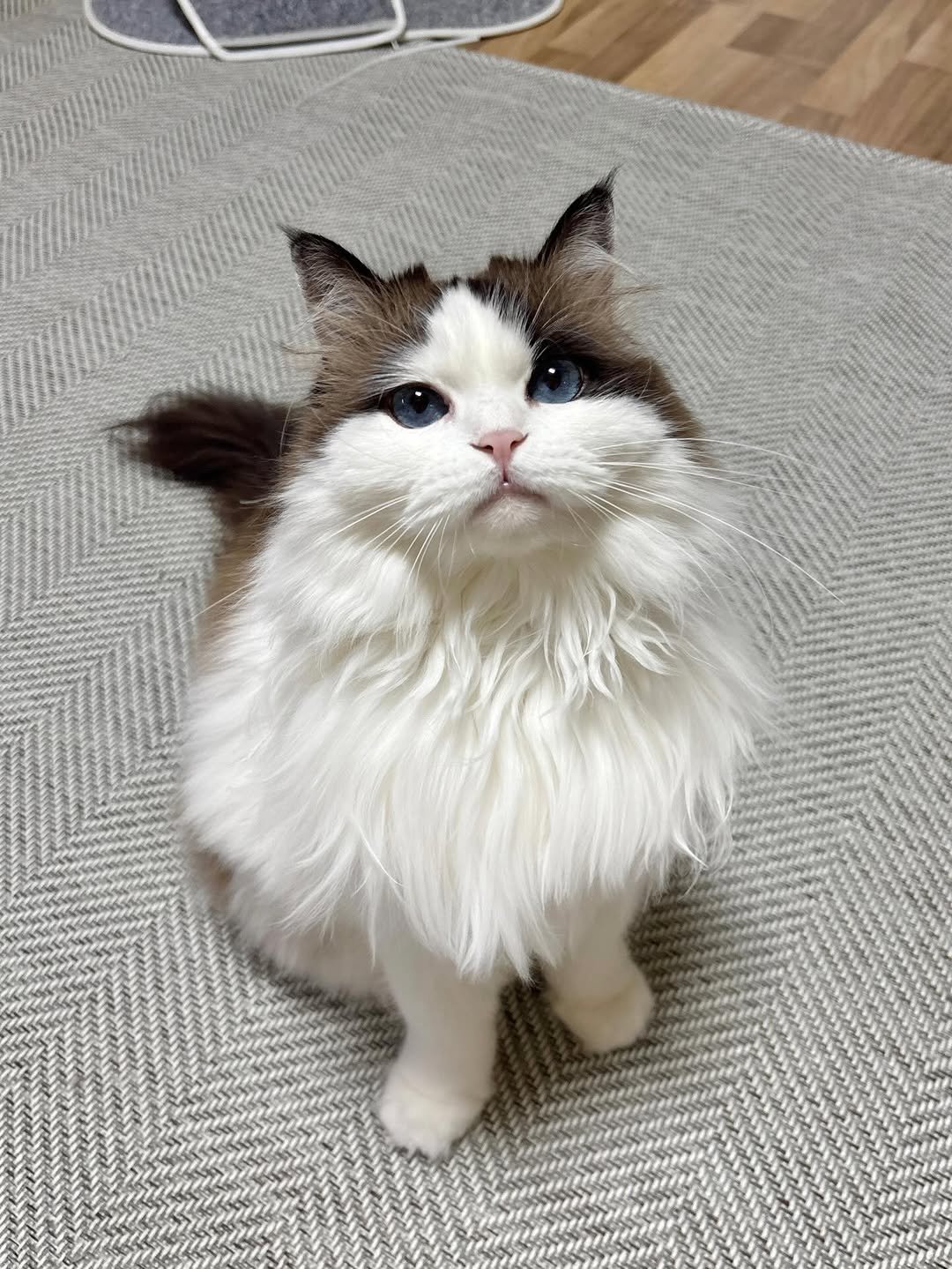 Photo by 황 먼지&코지 on December 19, 2025. May be an image of ragdoll cat, kitten and text.