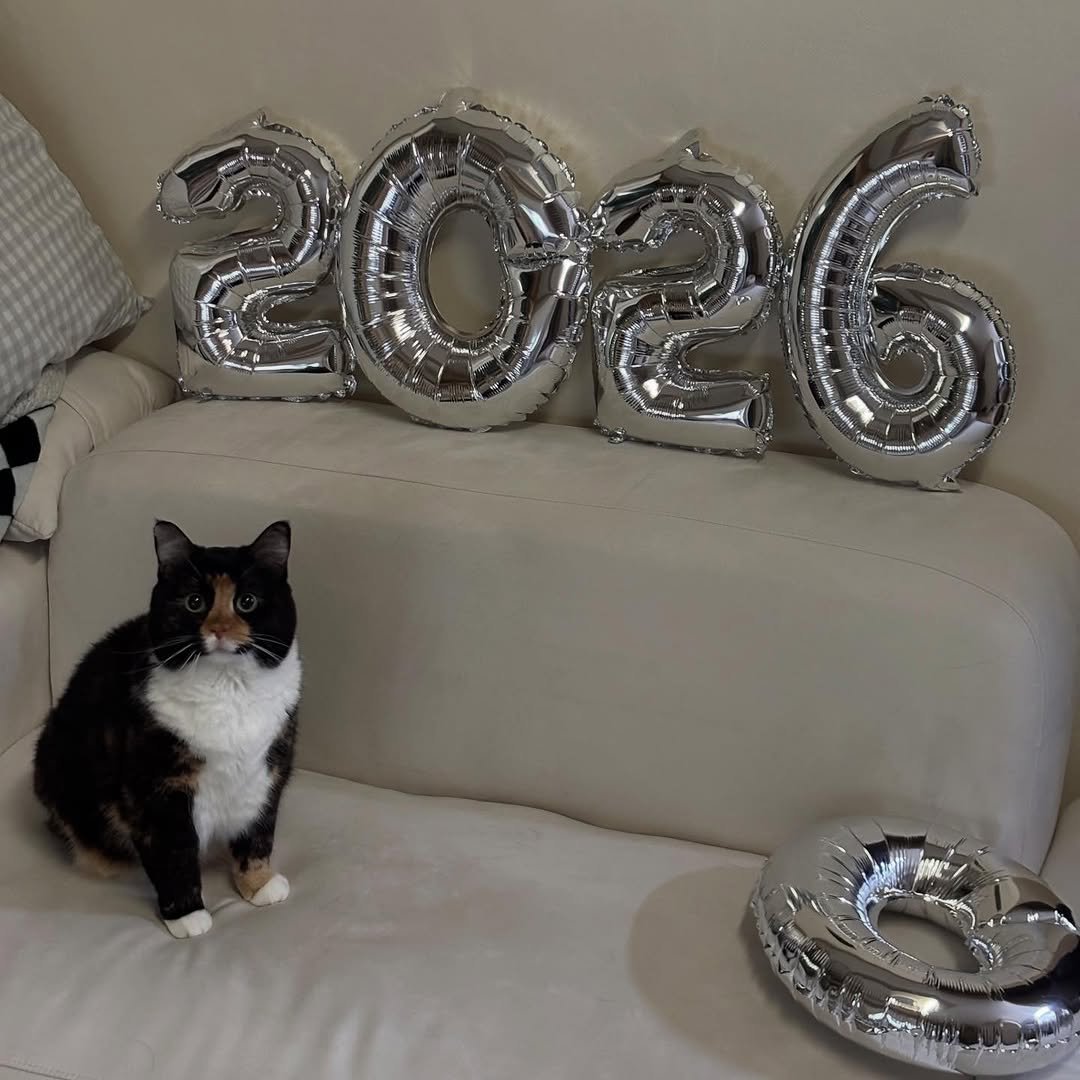 Photo by 황 먼지&코지 on December 31, 2025. May be an image of ragdoll cat, kitten, tortoiseshell cat, balloon and text that says '1H4 HL T き'.