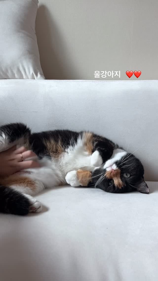 munji_cozy 게시물 이미지: 배만지면 발라당 하는 울 개냥이 ❤️
.
.
#아깽이 #캣초딩 #고양이 #집사...