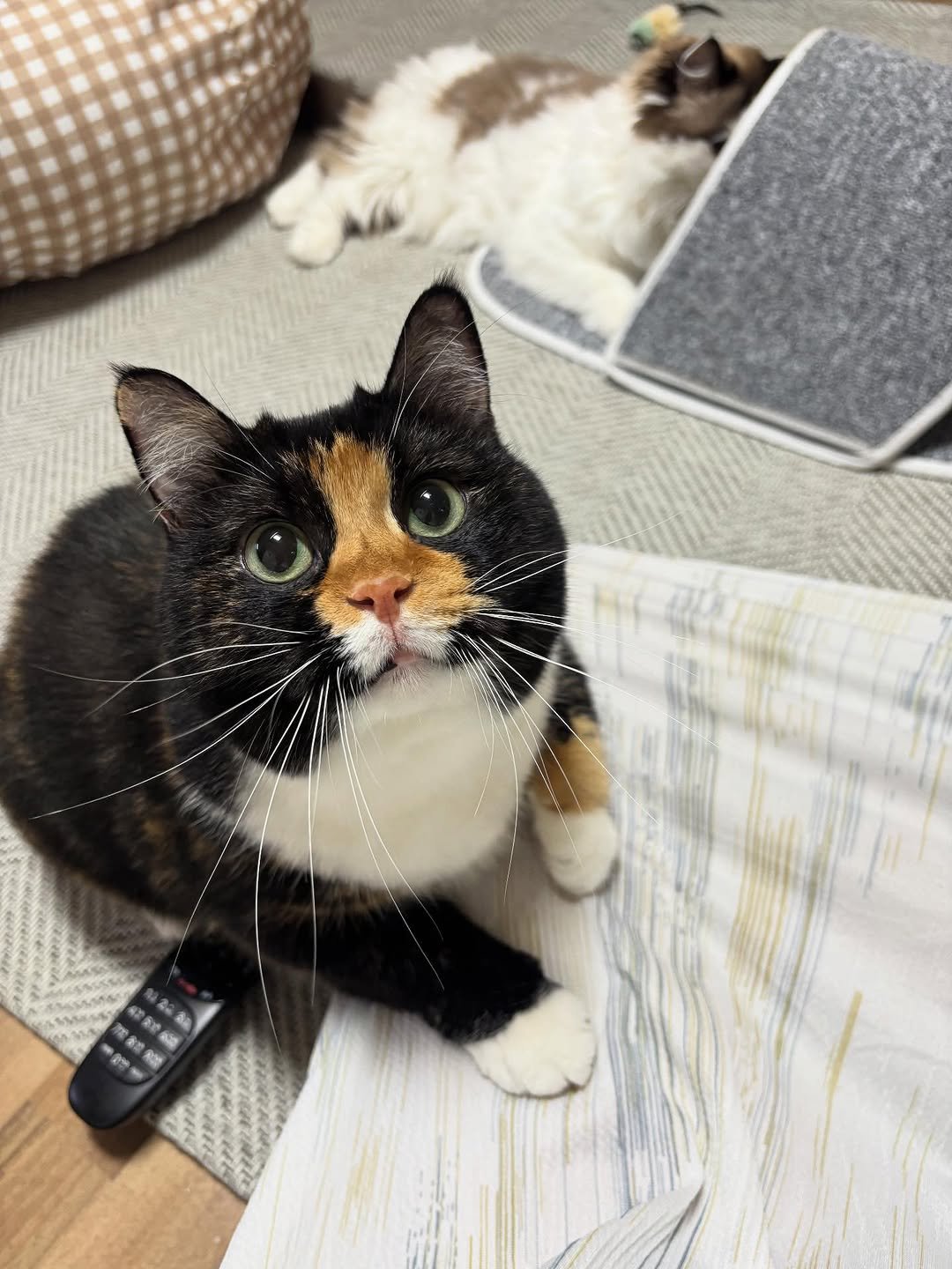 Photo by 황 먼지&코지 on October 13, 2025. May be an image of ragdoll cat, kitten, tortoiseshell cat and text.