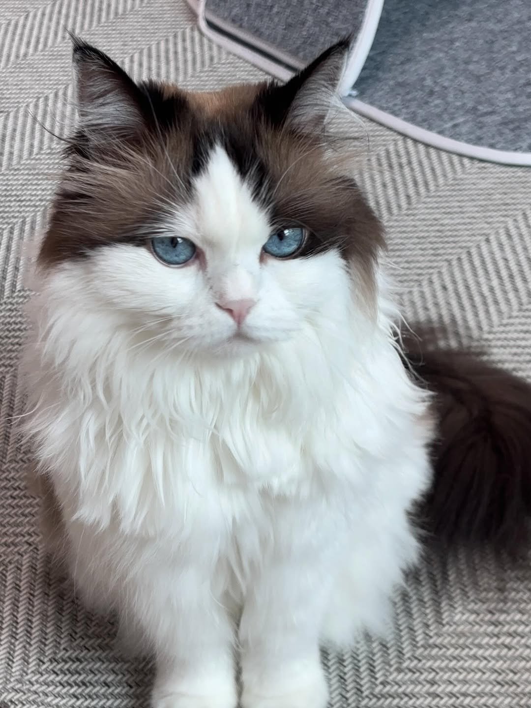 Photo by 황 먼지&코지 on September 24, 2025. May be an image of ragdoll cat, kitten and text.