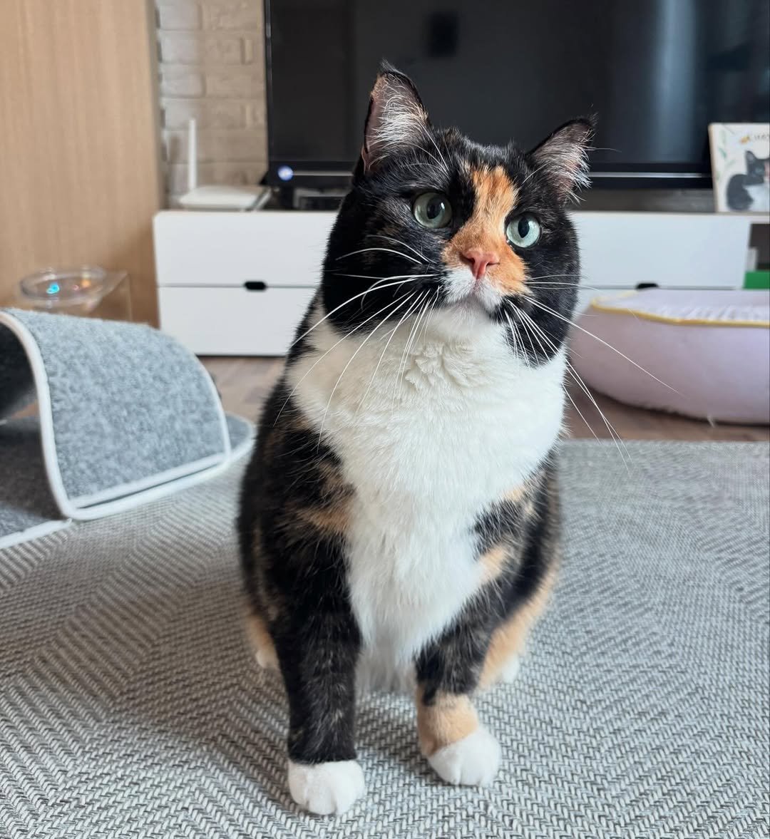 Photo by 황 먼지&코지 on April 16, 2026. May be an image of tortoiseshell cat, Abyssinian cat, kitten and text.