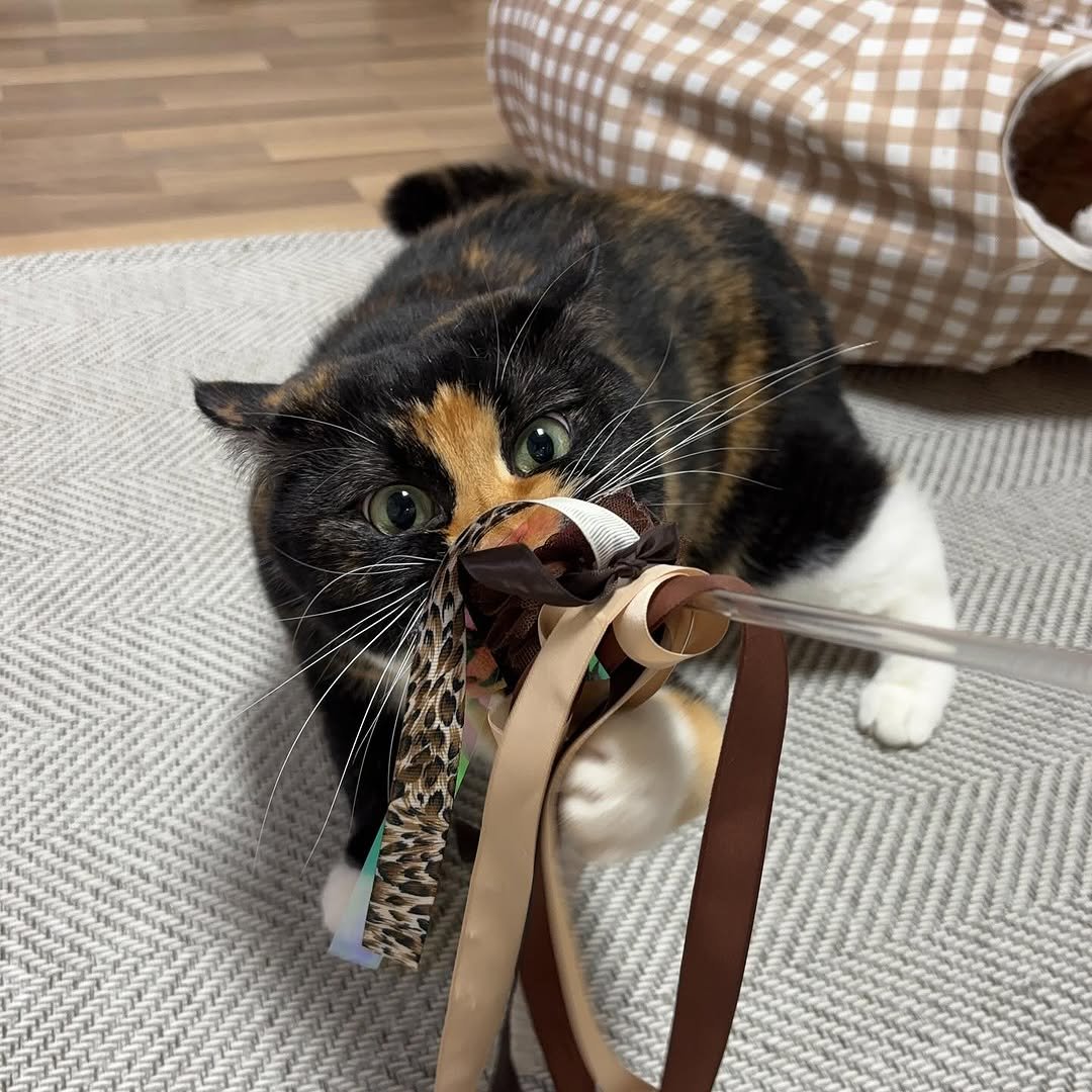 Photo by 황 먼지&코지 on September 24, 2025. May be an image of Abyssinian cat, kitten, tortoiseshell cat and text.